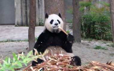 成都大熊猫繁殖研究基地
