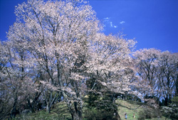 丸山公園の桜（まるやまこうえんのさくら）