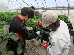 農業実習体験