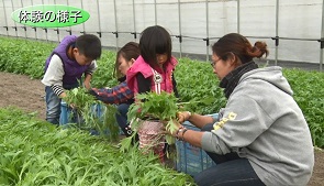 親子で有機野菜収穫の様子