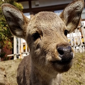 奈良公園クイックガイド 今日の奈良公園