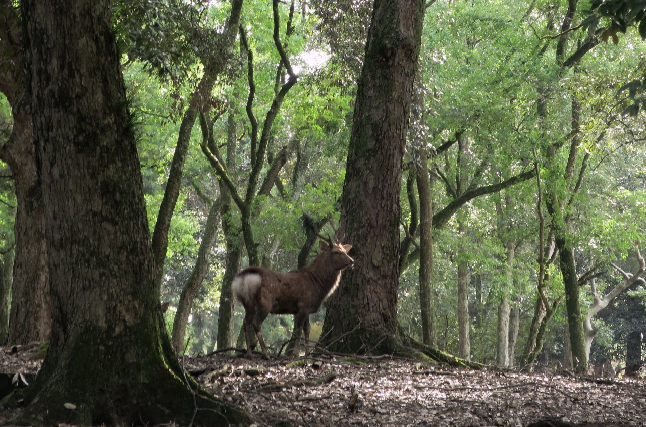 王者の風格漂う鹿さん奈良公園クイックガイド