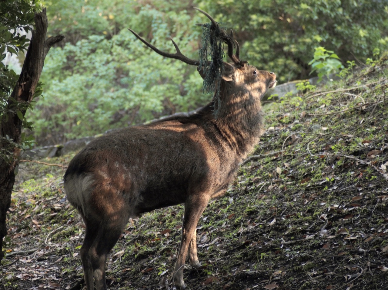 王者の風格漂う鹿さん奈良公園クイックガイド