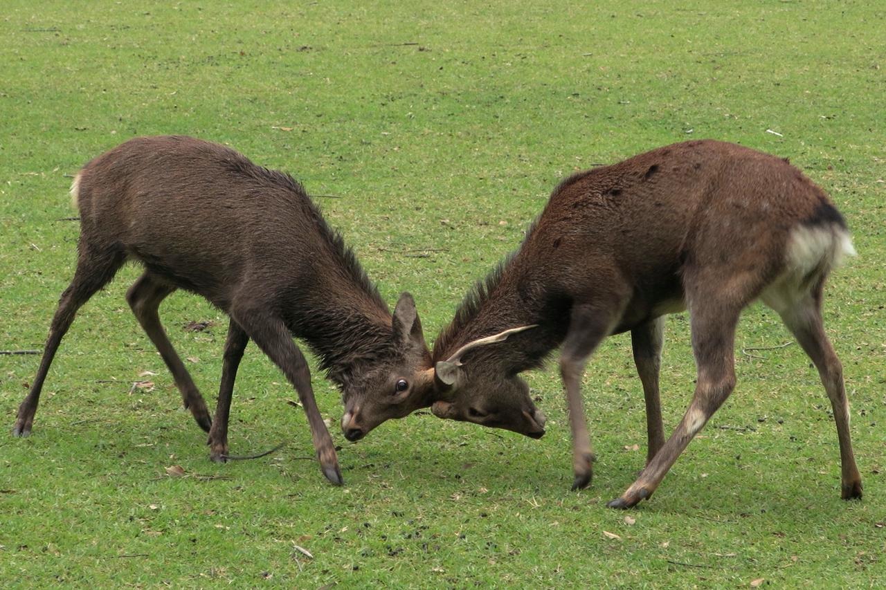 王者さんの縄張り争い奈良公園クイックガイド