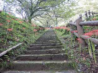 佛隆寺の彼岸花の写真1