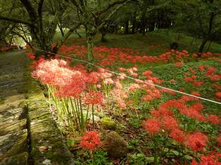 佛隆寺の彼岸花の写真2