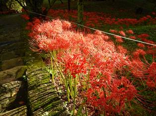 佛隆寺の彼岸花の写真3