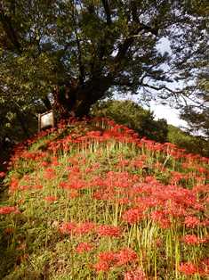 佛隆寺の彼岸花の写真4