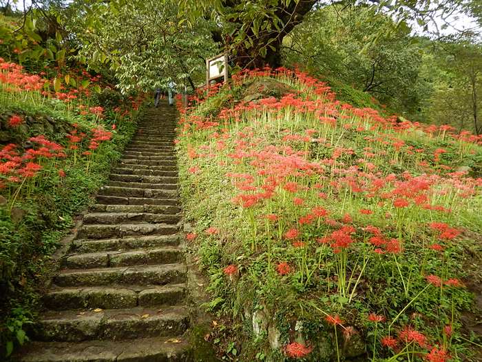 佛隆寺の彼岸花の写真