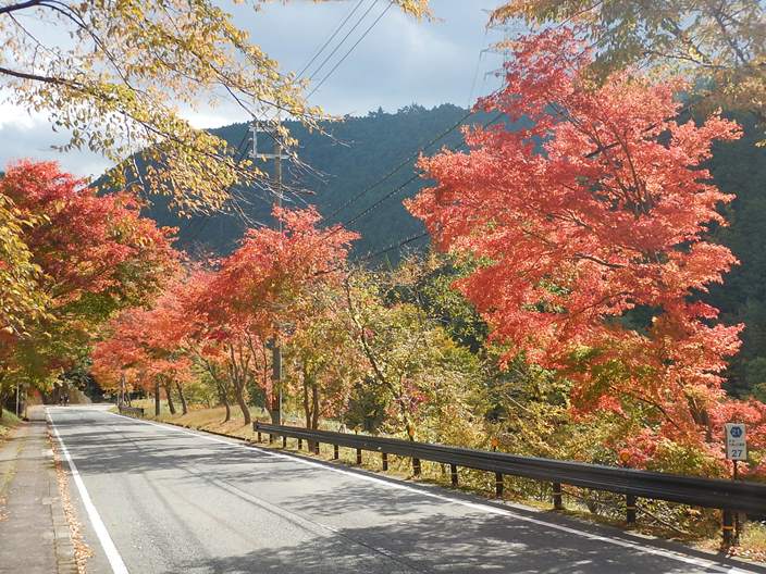 観音峰登山口紅葉の写真１